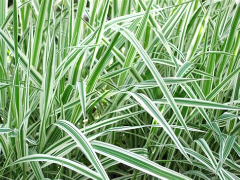 Variegated White Green Grass Hunker