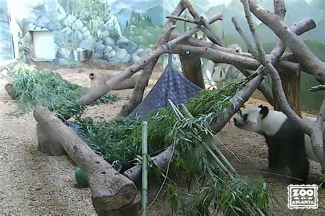Zoo Atlanta Panda Cam Backpack Bytes