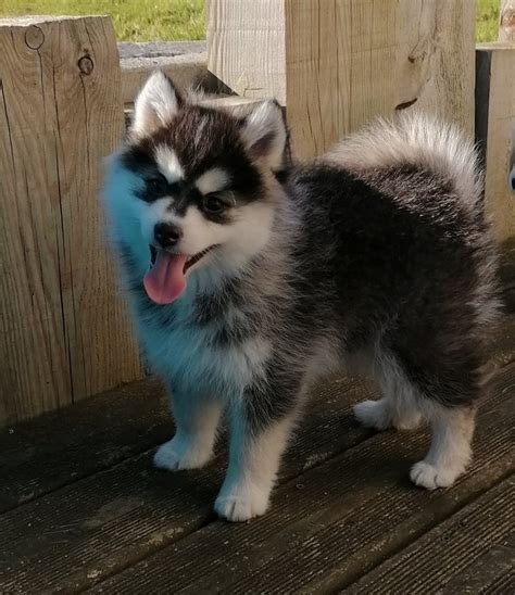 Elevage Pomsky France Chiot Pomsky Francepomsky Bretagne