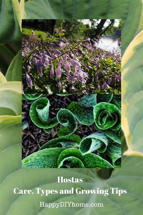 How To Plant Hostas Guide To Growing Hosta Plants Happy Diy Home