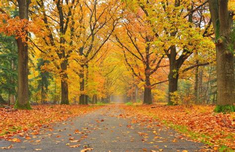 Autumn Fall Landscape Nature Tree Forest Leaf Leaves Wallpapers