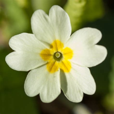 Primrose Primula Vulgaris North Carolina Extension Gardener Plant