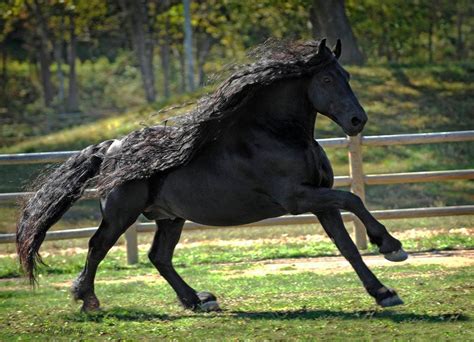 The Real Life Black Beauty Meet The Stallion Dubbed The ‘most