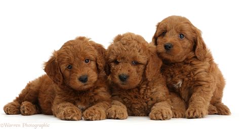 Dogs Three Cute Red F1b Goldendoodle Puppies Photo Wp45135