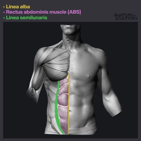 Anatomy For Sculptors Abs Aka Rectus Abdominis Muscle