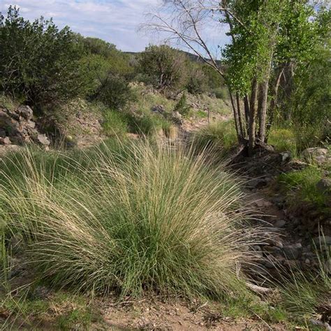 Deer Grass The Arizona Native Plant Society