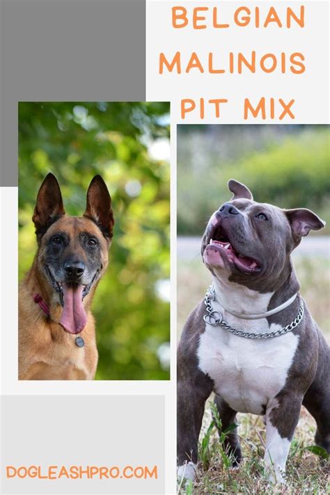 Belgian Malinois Pit Mix Complete Guide Belgian Malinois Pitbull Mix Puppies Malinois
