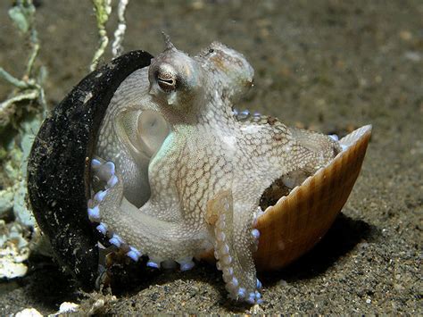 15 Interesting Facts About The Octopus You Need To Know Always Learning