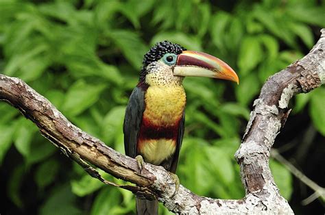 Amazon Rainforest Toucans Photos And Info