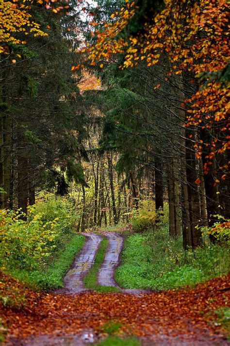 Forest Path Autumn Free Photo On Pixabay Pixabay