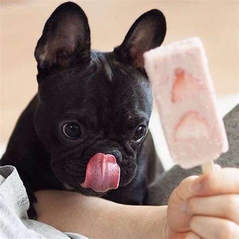 French bulldogs are happiest by their owner's side and will misbehave if ignored. "Please share your ice cream with me ....", French Bulldog ...