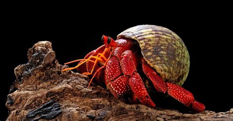 10 Incredible Hermit Crab Facts Az Animals
