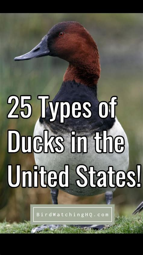 25 Types Of Ducks In The United States Pinterest