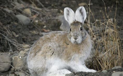 Snowshoe Hare Facts Info Traits And Care Guide With Pictures Pet Keen