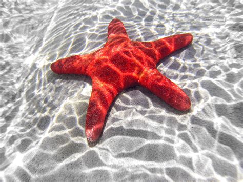 Starfish Asteroidea Incredible Facts Pictures