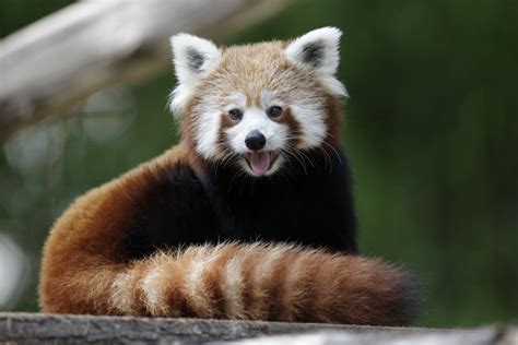 Sud Alsace Le Panda Roux Un Petit Protégé à Lhonneur Au Zoo De Mulhouse