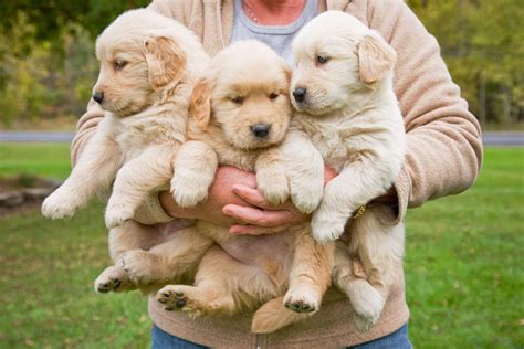 Golden Retriever Puppies Cuddling