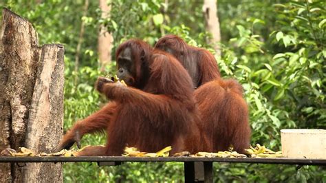 Orangutan Feeding Time At Camp Leakey Part 1 Youtube