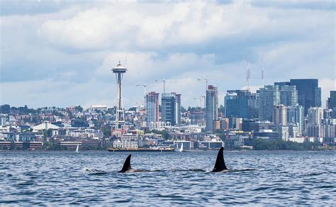 Orcas In Seattle Photograph By Janine Harles