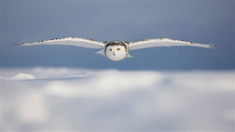 Snowy Owl Flying Over The Snow Wallpaper 1920x1080 Download