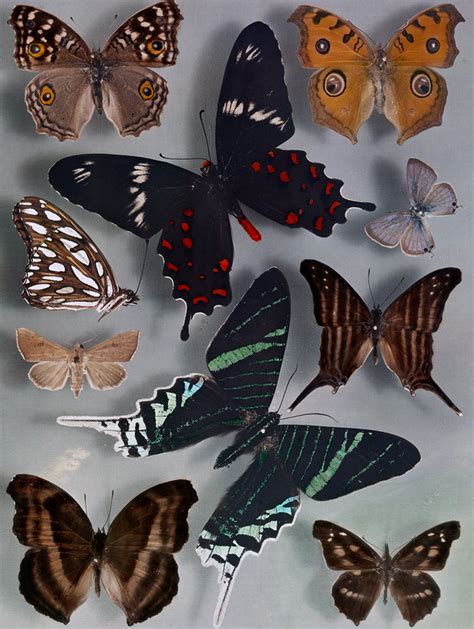 Patterns Genes And Butterfly Wings National Geographic Education Blog