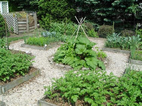 Vegetable Garden With Rhubarb Home Vegetable Garden Vegetable Garden