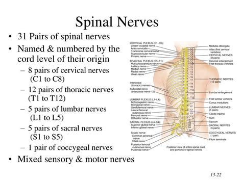 31 Pairs Of Spinal Nerves And Their Functions