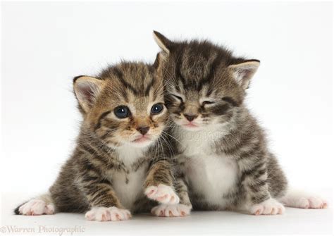 Most Adorable Baby Tabby Kittens Pics