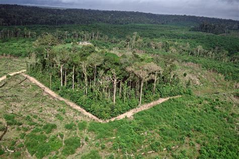 Forest Fragmentation Responsible For One Third Of Carbon Emissions