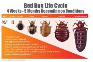 How Long Do Bed Bugs Live Bed Bug Guide