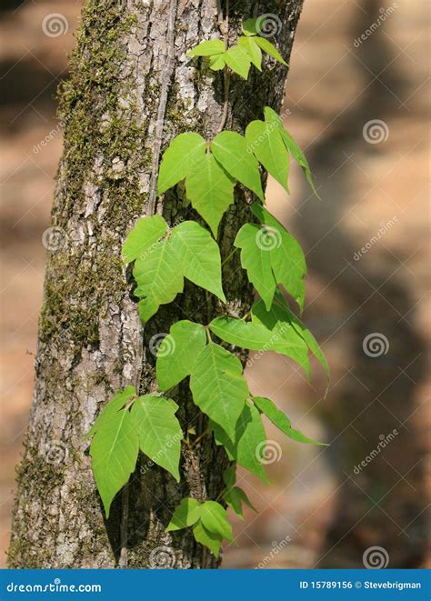 Poison Ivy Stock Photo Image Of Plant Alergic Hiking 15789156