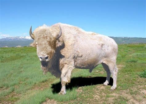 The Return Of The White Bisonthe Rebirth Of The Native American