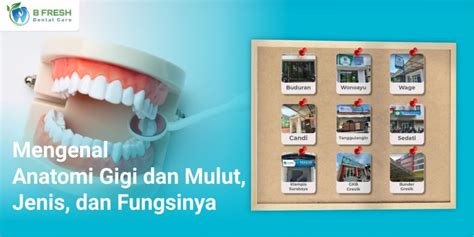 Mengenal Anatomi Gigi Dan Mulut Jenis Dan Fungsinya