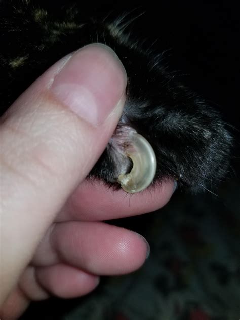 While an ingrown nail is a common condition, fortunately, in most cases, you can take care of it on your own. Went to cut my cats nails and found this one. Not ...