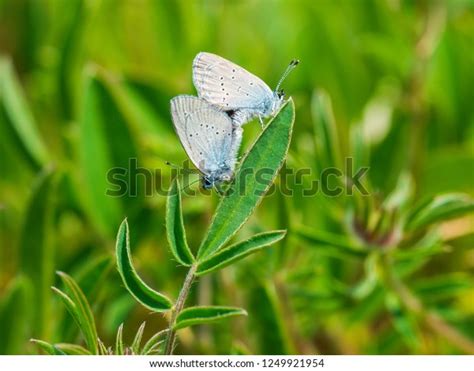 Small Blue Butterflies Mating Cupido Minimus Stock Photo 1249921954