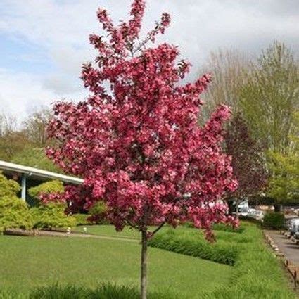 It is called royal raindrops because the dark green leaves in the summer will turn copper red in the fall. Royal Raindrops Crabapple Tree | Nature Hills Nursery ...