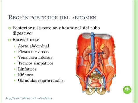 Clase Anatomia De Abdomen