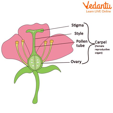 Pistil Middle Part Of The Flower Learn Important Terms And Concepts