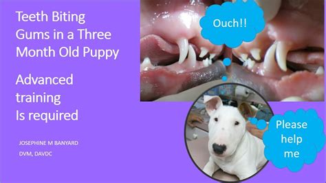 Lower Canine Teeth Biting Gums Of Top Jaw In A 3 Month Old Puppy Youtube