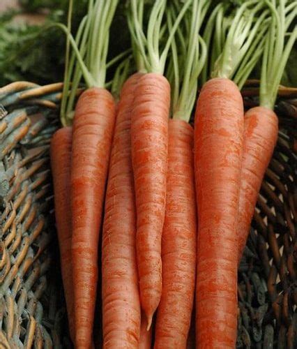 Carrots What Are The Different Types Of Carrots Diy