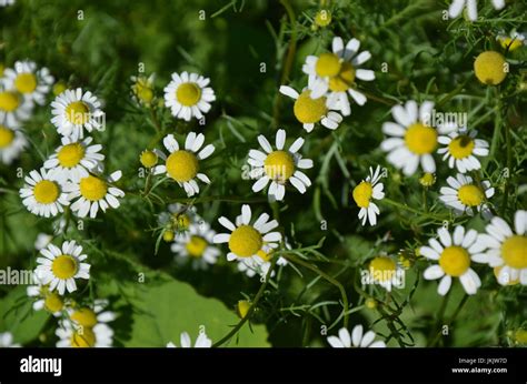 Field Of Camomile Matricaria Recutita Background Summer Stock Photo