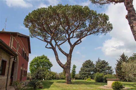 15 Pine Trees Landscaping Ideas