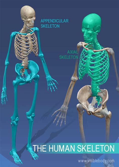 Related posts of human body bones and muscles human anatomy bone diagram. Overview of Skeleton | Learn Skeleton Anatomy