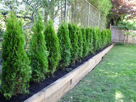 Really Love The Raised Bed Idea To Create A Privacy Fence Using Smaller