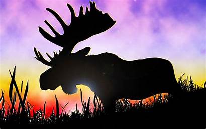 Moose Wallpapers Background Desktop Alaska Animals Px