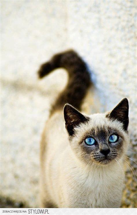 Cat With Blue Eyes Pretty Cats Siamese Cats Kittens