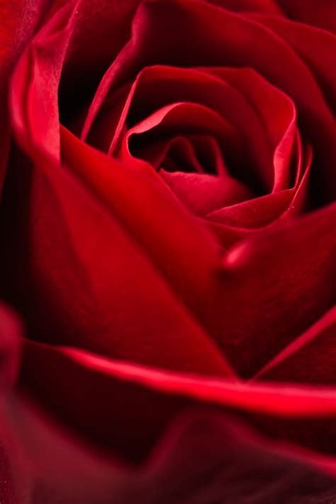 Download Red Rose Close Up Royalty Free Stock Photo And Image