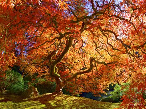 Tree Fire Japanese Maple Tree Bursts With Color On An Autu Flickr