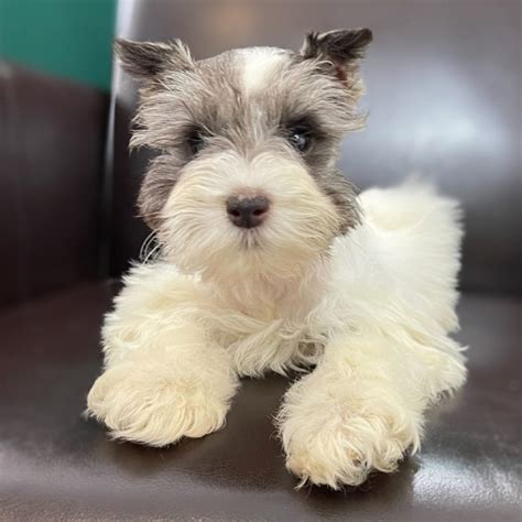Female Miniature Schnauzer Puppy For Sale ID 4450 WL