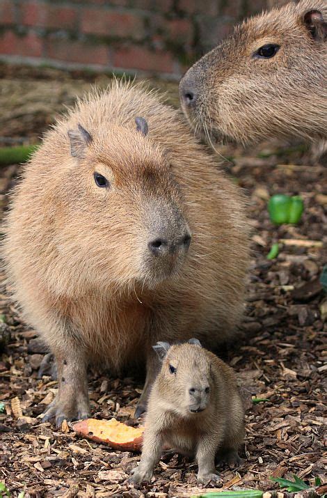 Worlds Largest Rodent Born At Paignton Zoo Animals Large Rodents